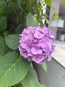 εβ