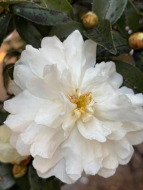 ���ε����β���