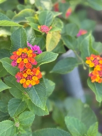 ���ε����β���