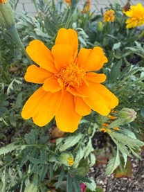 �����̉�