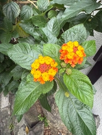 �����̉�