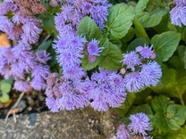 �����̉�