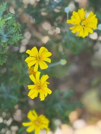 �����̉�