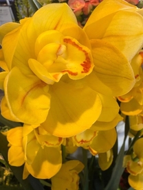 �����̉�