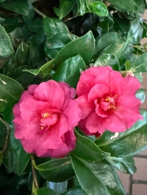 ���ε����β���