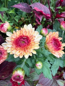 ���ε����β���