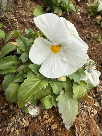 �����̉�