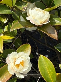 ���ε����β���