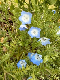 �����̉�