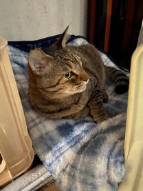 ���ε����β���