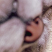 ���肪�Ƃ�(*?��?*)