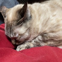 �u���O�摜