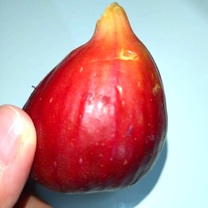JAӂӂ[?.*