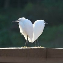 �u���O�摜