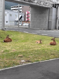 �u���O�摜