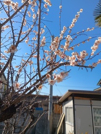 �u���O�摜