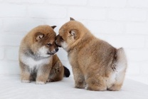 �u���O�摜