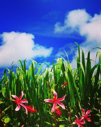 �u���O�摜