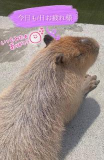 �u���O�摜