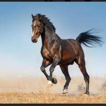 ���ε����β���