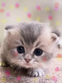 ���ε����β���