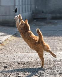 ���ε����β���