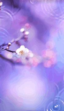 �u���O�摜