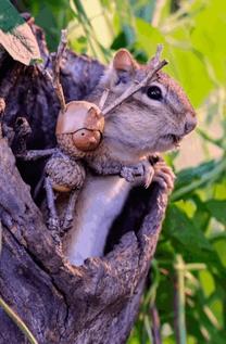 �u���O�摜