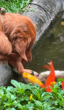 �u���O�摜