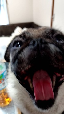 �u���O�摜