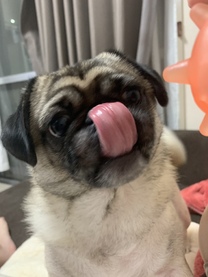 �u���O�摜