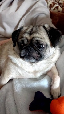 �u���O�摜