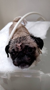 �u���O�摜