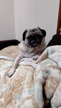 �u���O�摜