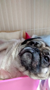 �u���O�摜