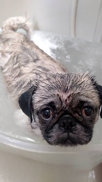 �u���O�摜