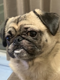 �u���O�摜