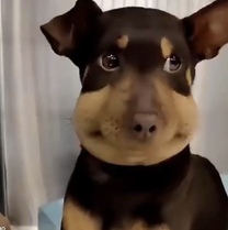 �u���O�摜