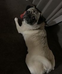 �u���O�摜