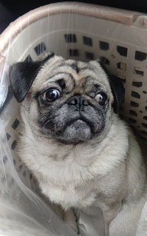 �u���O�摜