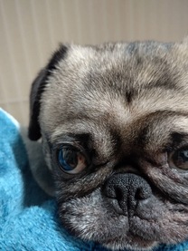 �u���O�摜