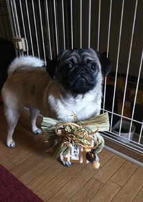 �u���O�摜