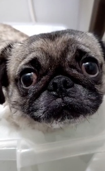 �u���O�摜