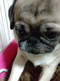 �u���O�摜