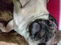 �u���O�摜