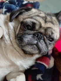 �u���O�摜