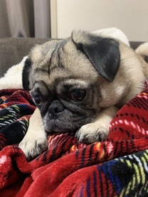 �u���O�摜