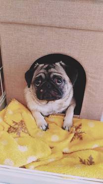 �u���O�摜