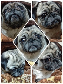 �u���O�摜