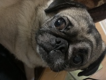 �u���O�摜